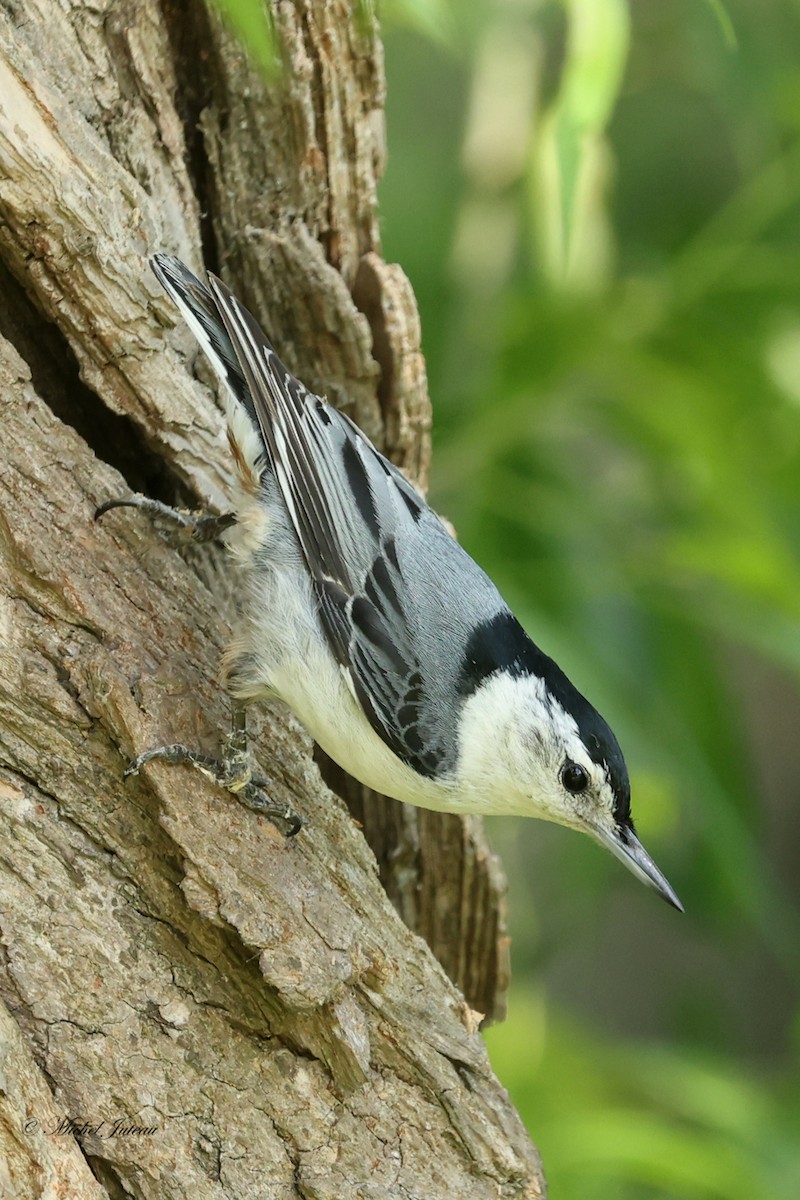 White-breasted Nuthatch - ML619863929