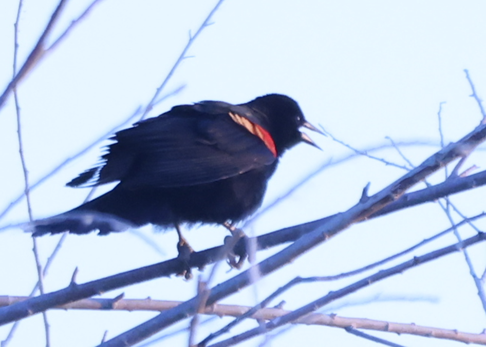Red-winged Blackbird - ML619863933