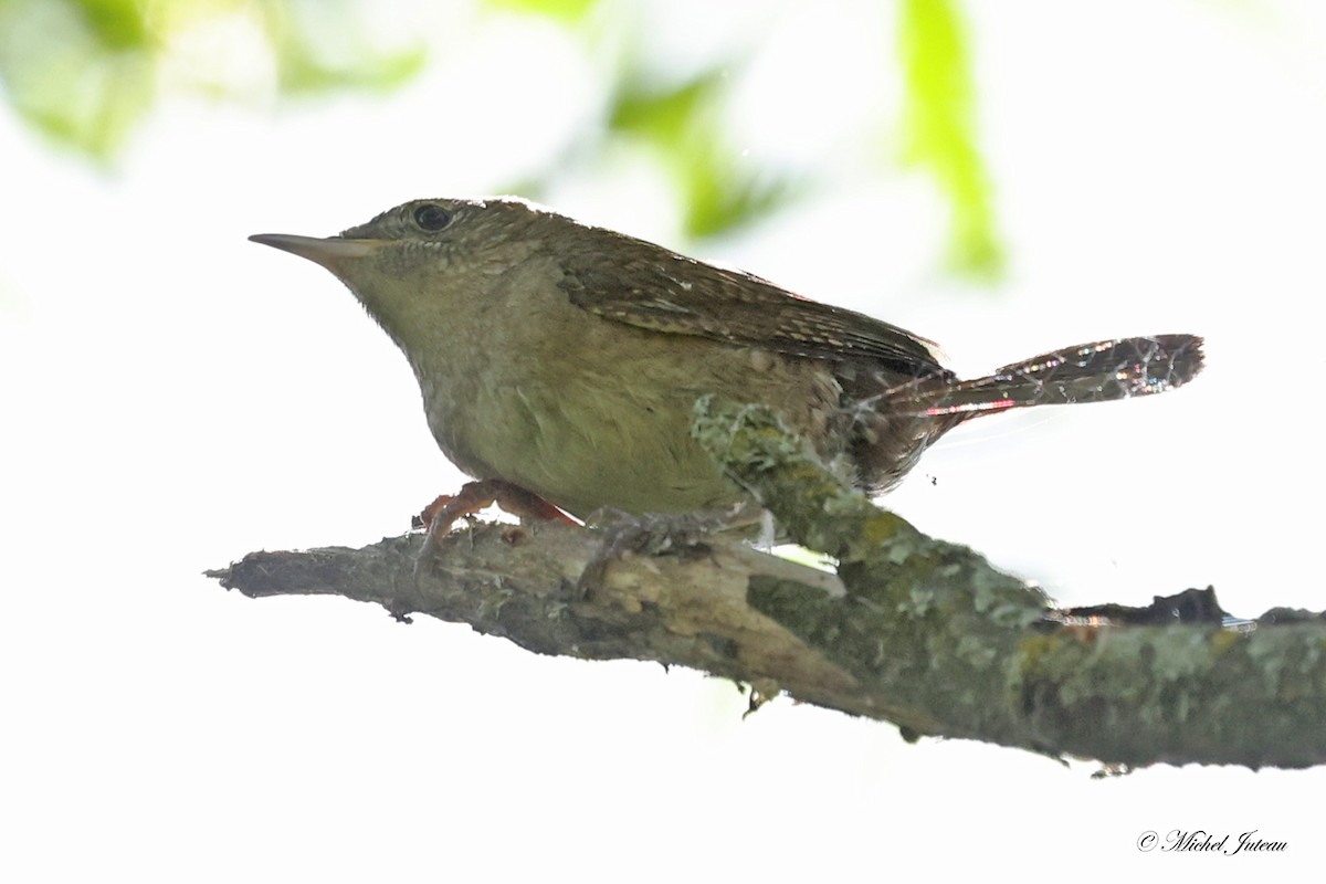 Chochín Criollo - ML619863959