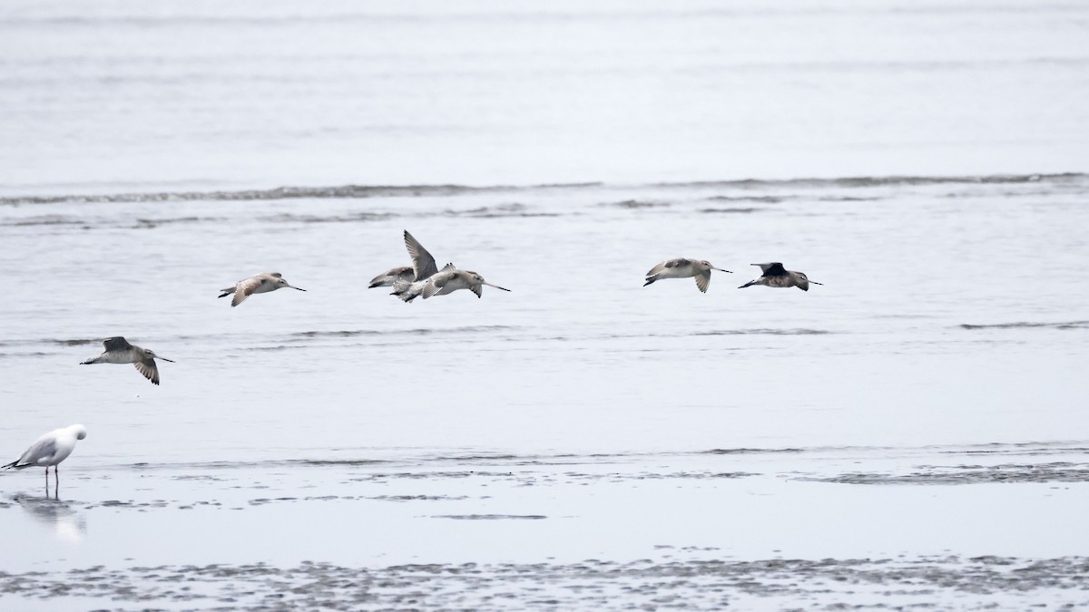 Hudsonian Godwit - ML619863962