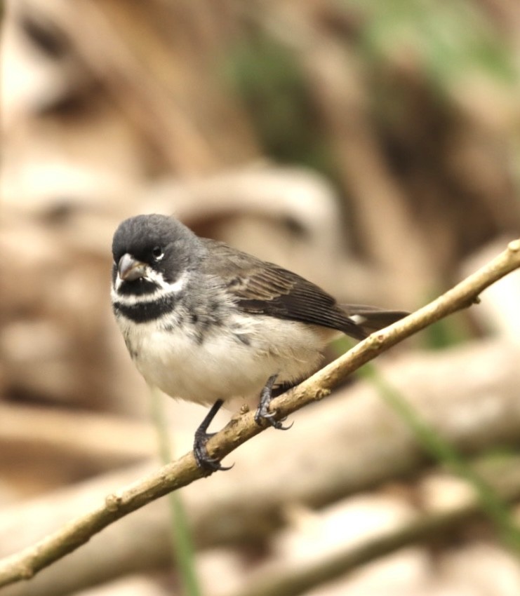 Double-collared Seedeater - ML619863963