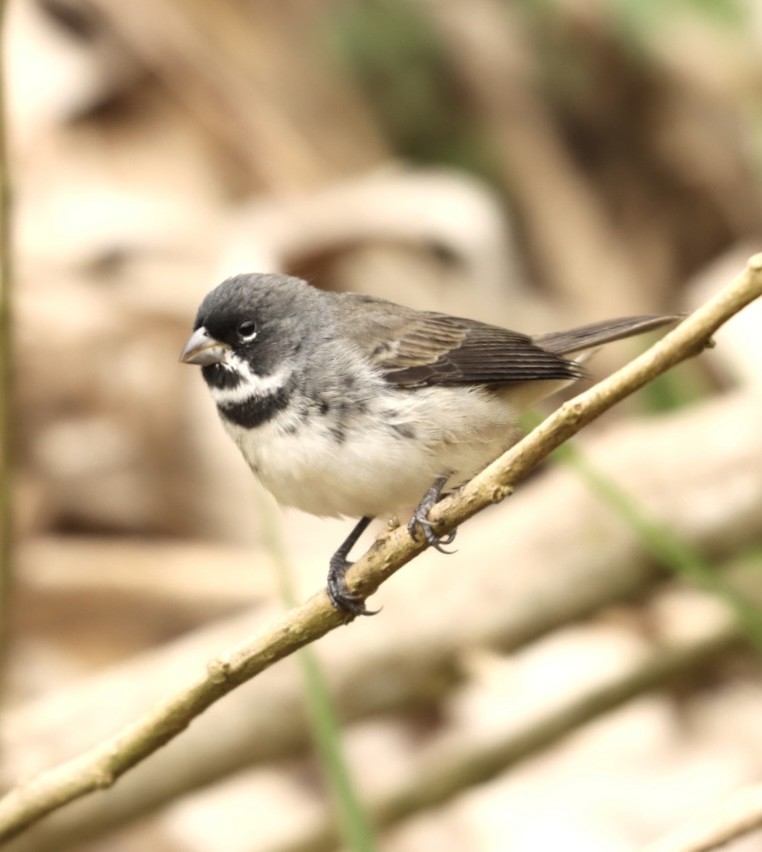 Double-collared Seedeater - ML619863964