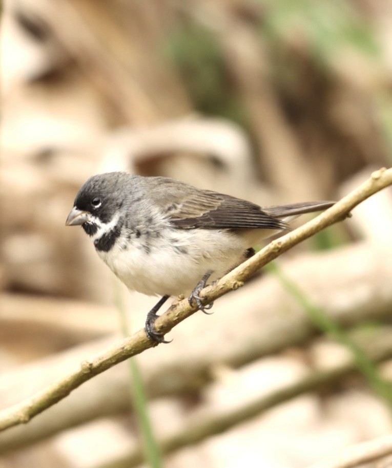 Double-collared Seedeater - ML619863966