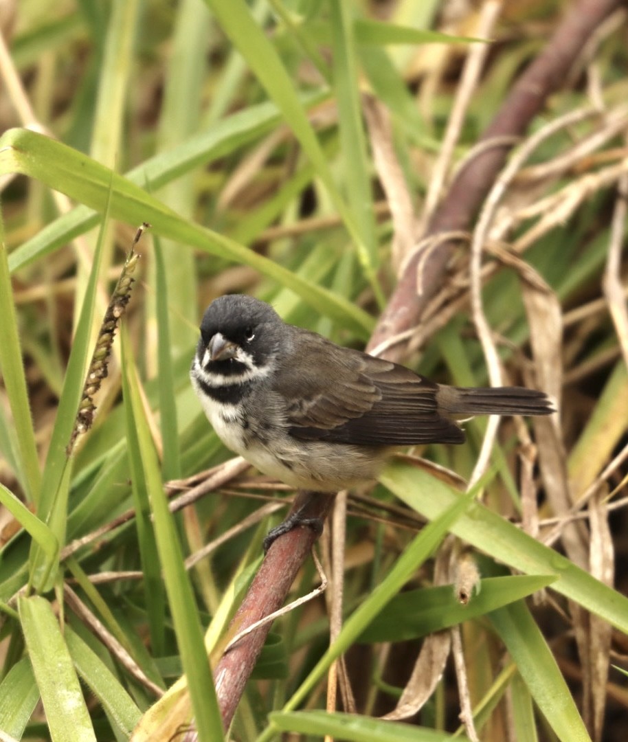 Double-collared Seedeater - ML619863967