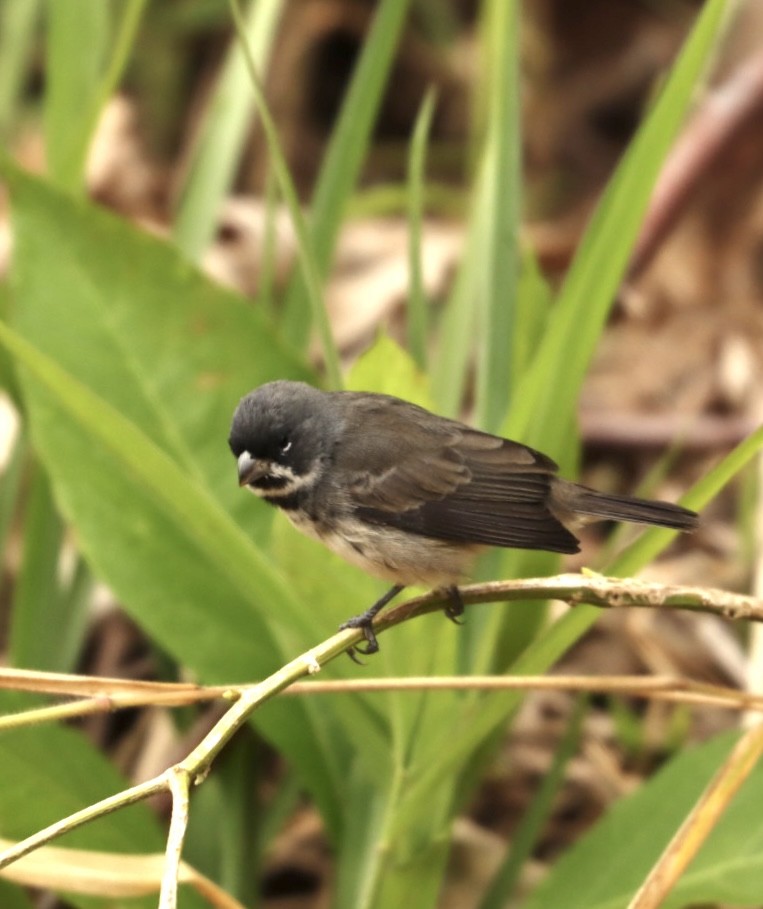 Double-collared Seedeater - ML619863968