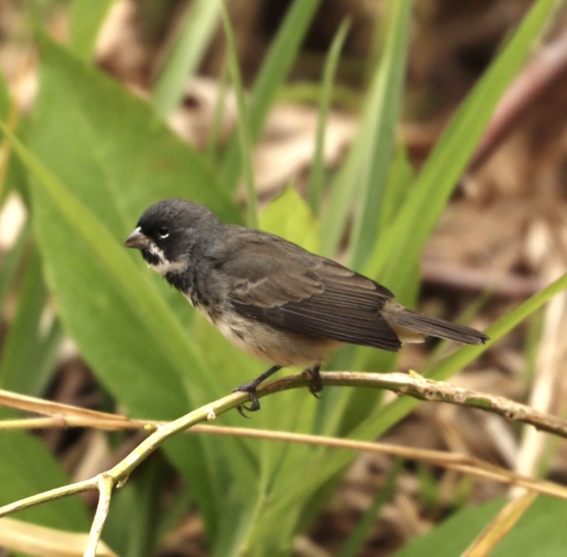 Double-collared Seedeater - ML619863969