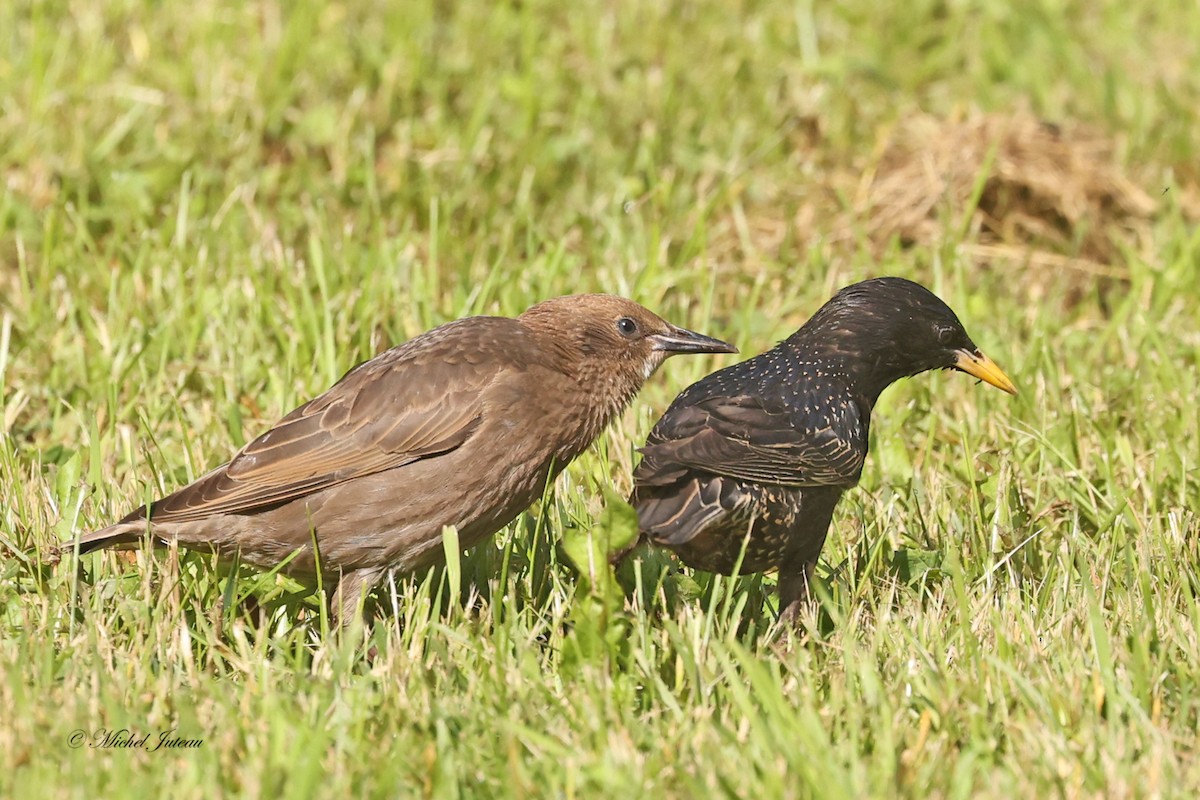 European Starling - ML619863974