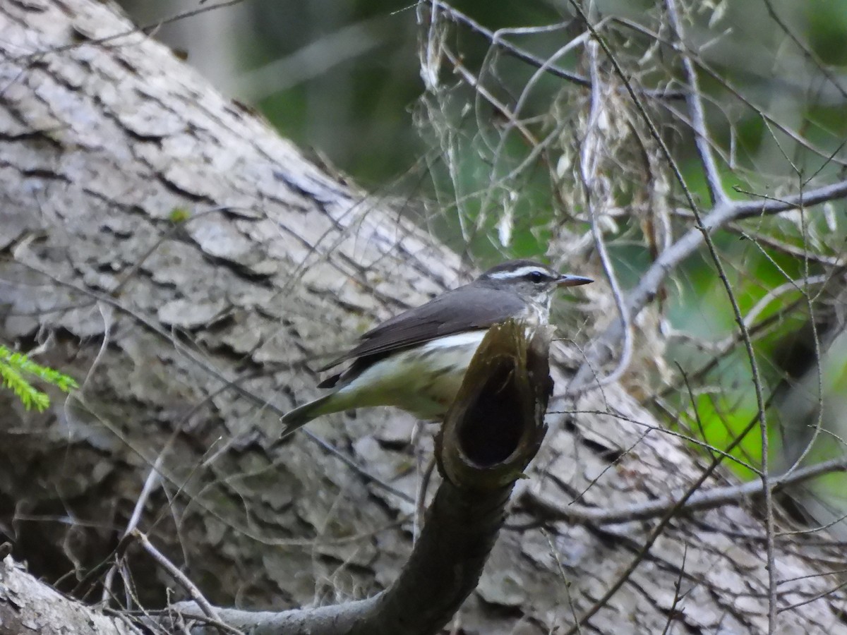 Louisiana Waterthrush - ML619863979