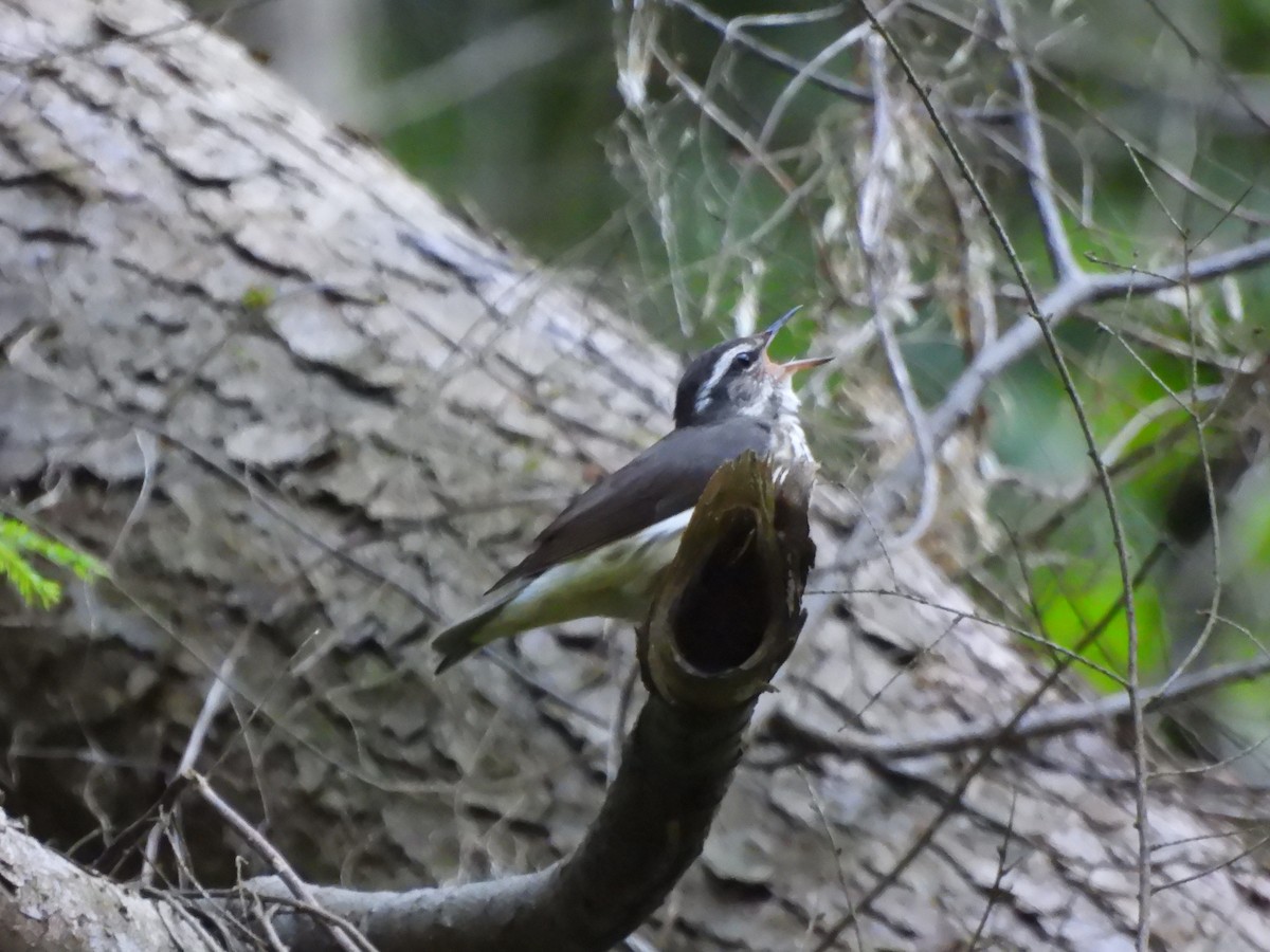 Louisiana Waterthrush - ML619863980