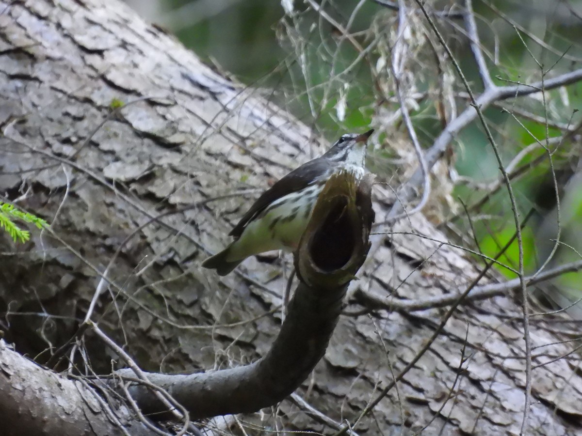 Louisiana Waterthrush - ML619863981