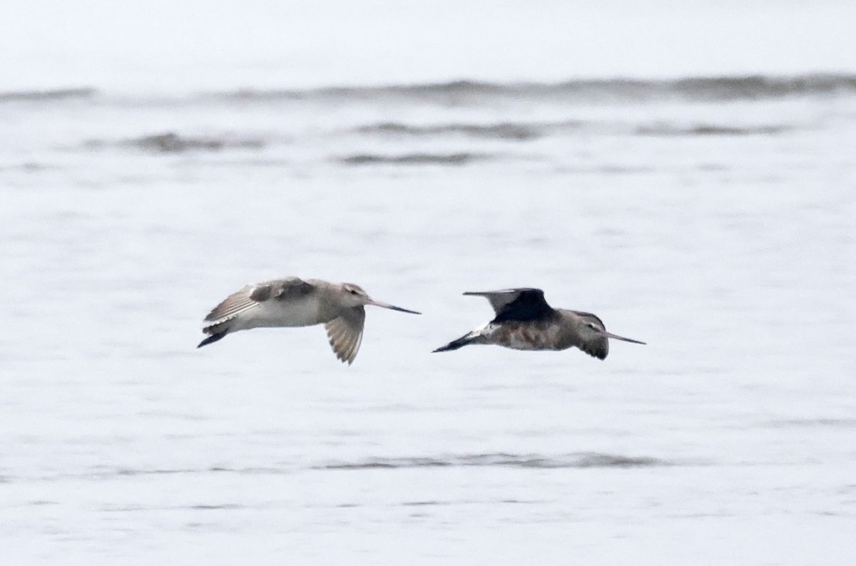 Hudsonian Godwit - ML619863982