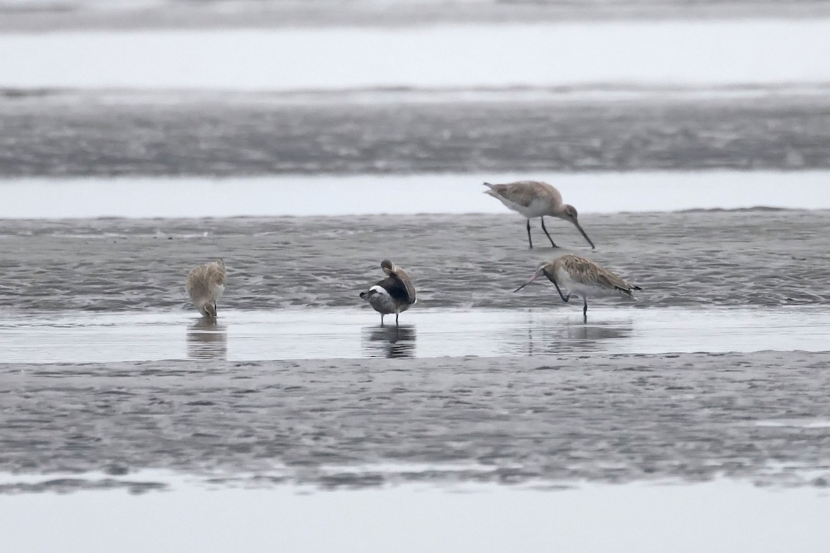 Hudsonian Godwit - ML619863988