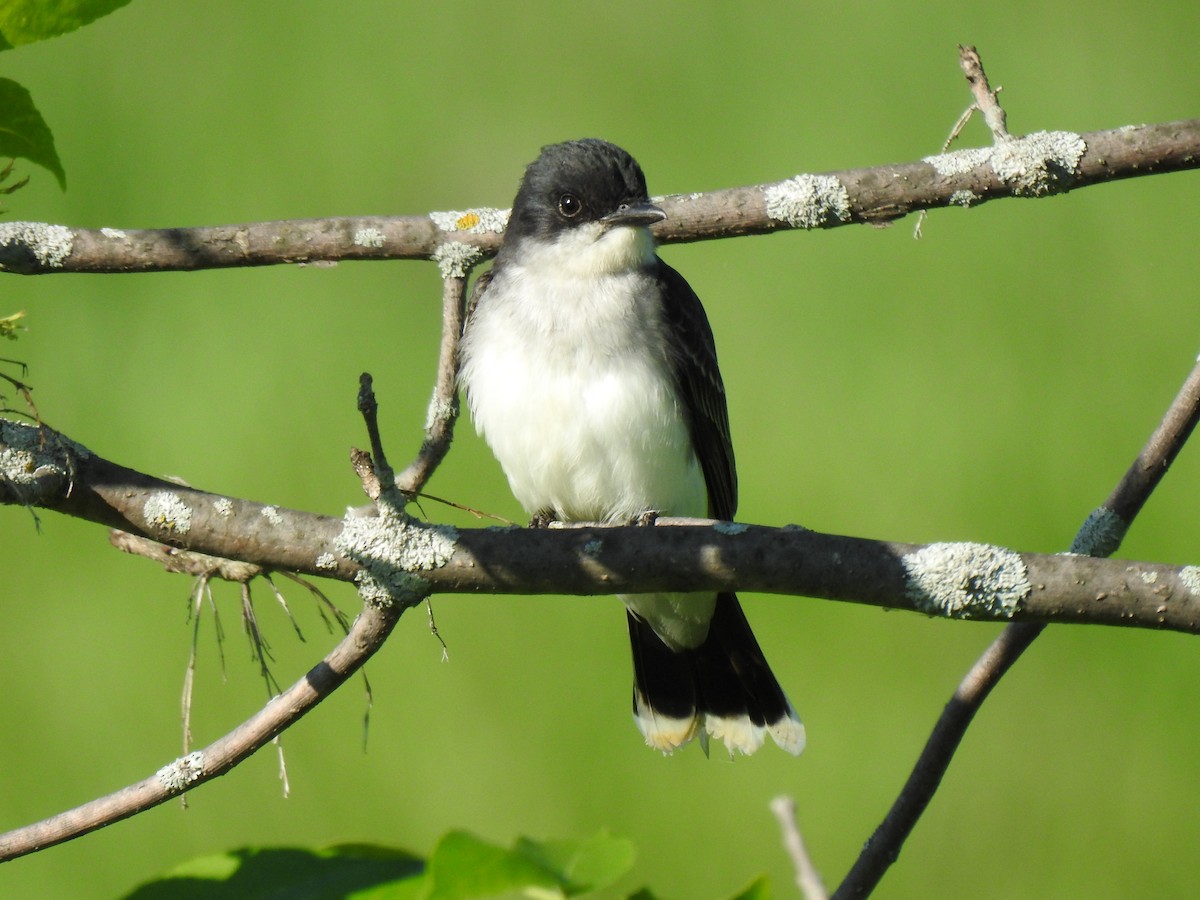 Eastern Kingbird - ML619863989