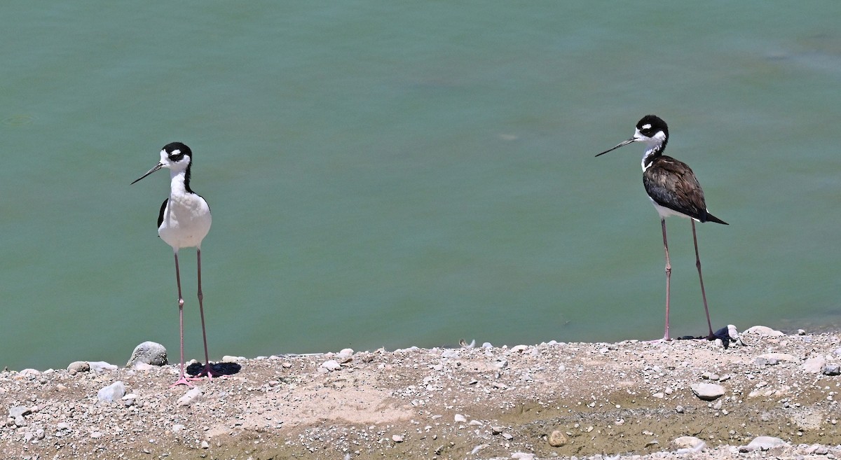 Black-necked Stilt - ML619863992