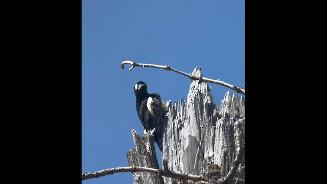 Chupasavia Oscuro - ML619863999