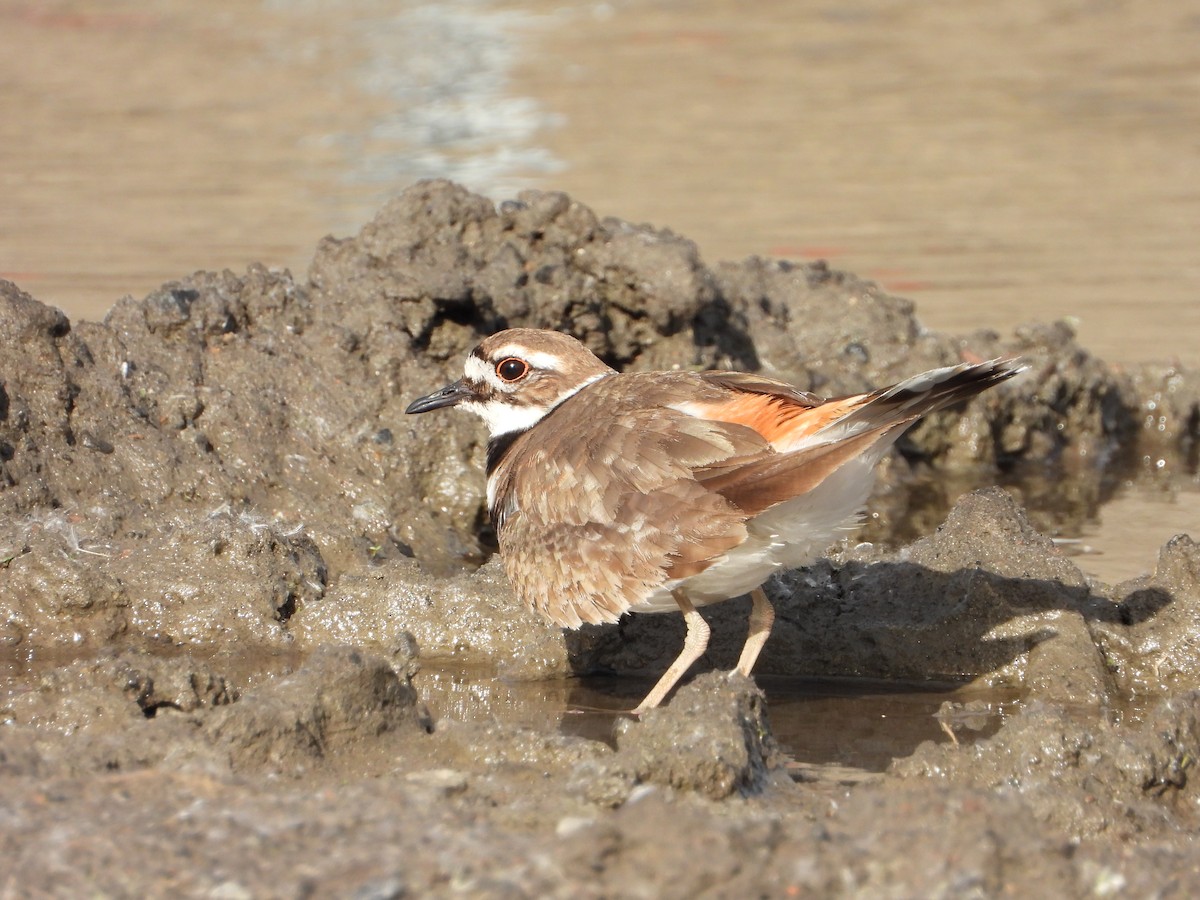 Killdeer - ML619864002