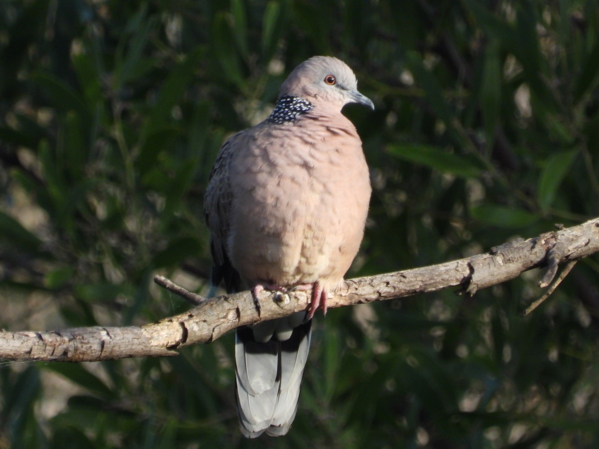 Spotted Dove - ML619864005