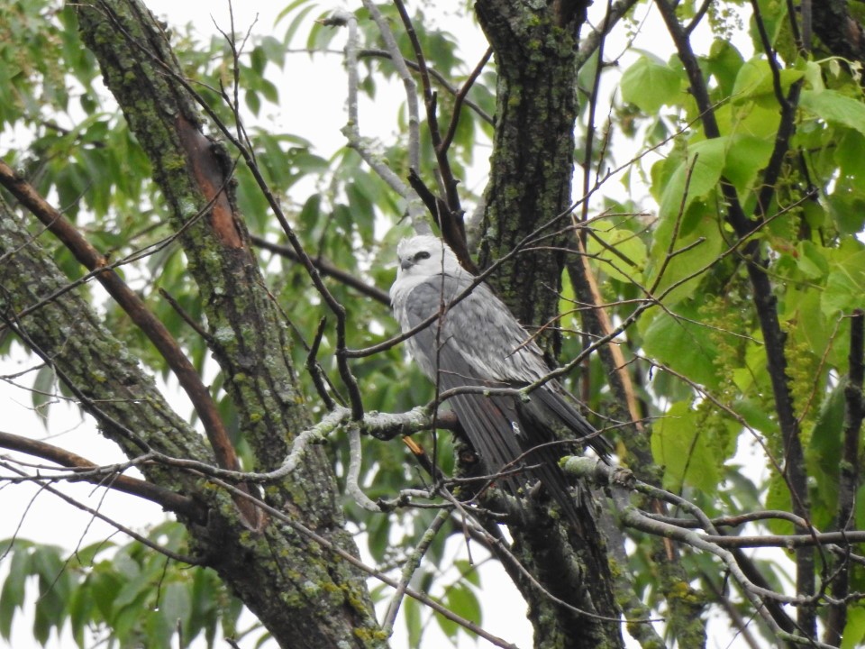 Mississippibussard - ML619864006