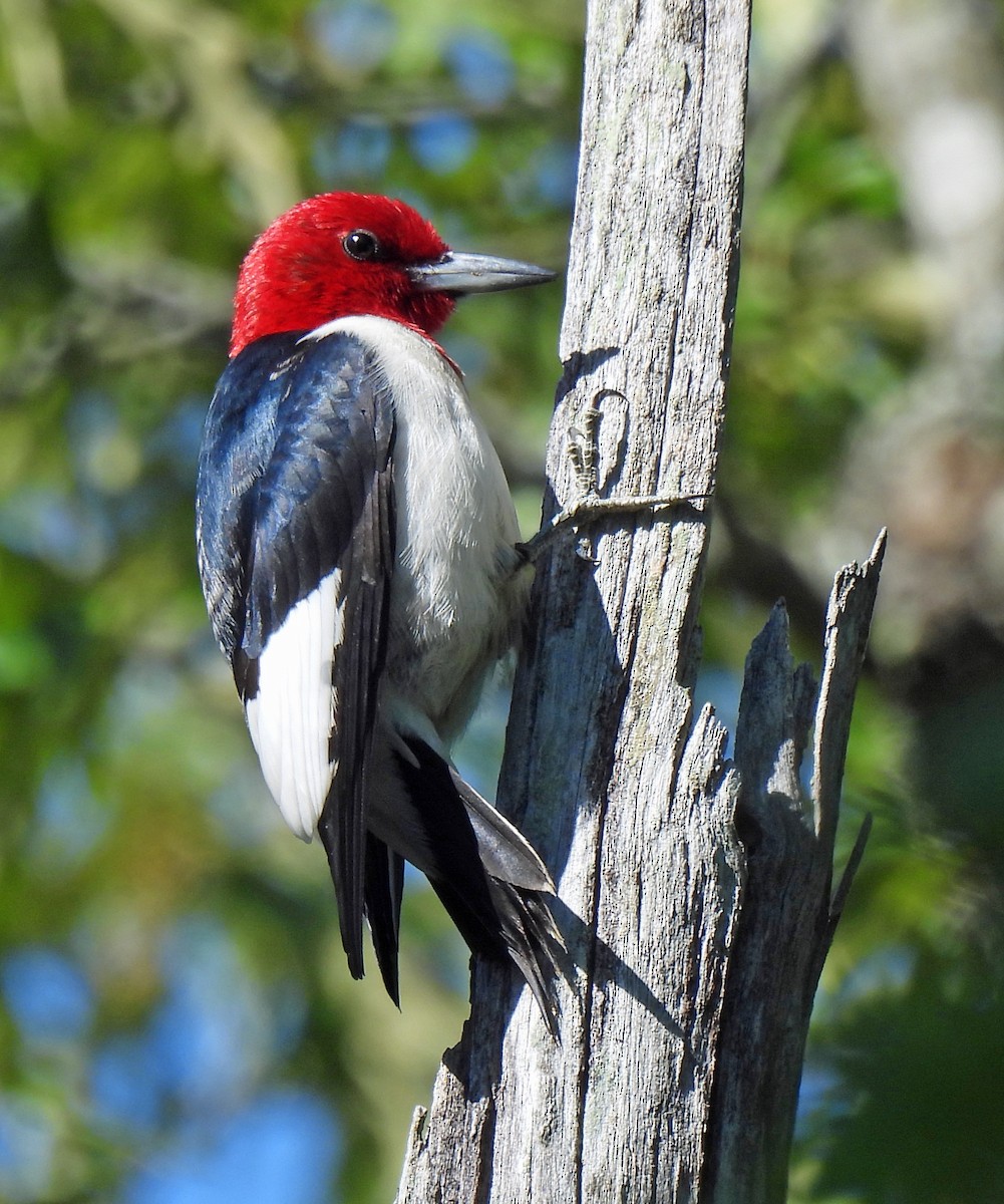 Red-headed Woodpecker - ML619864007