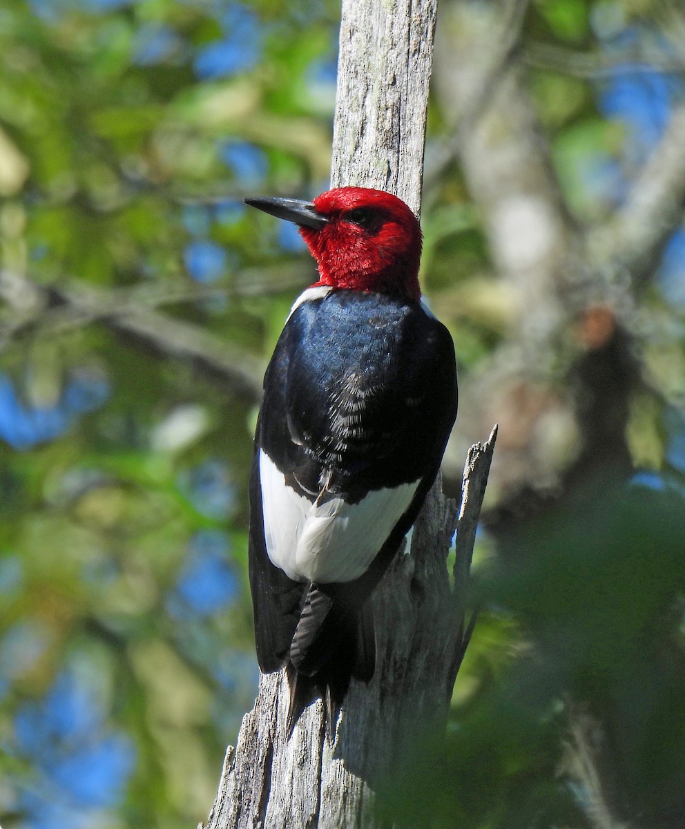 Pic à tête rouge - ML619864008