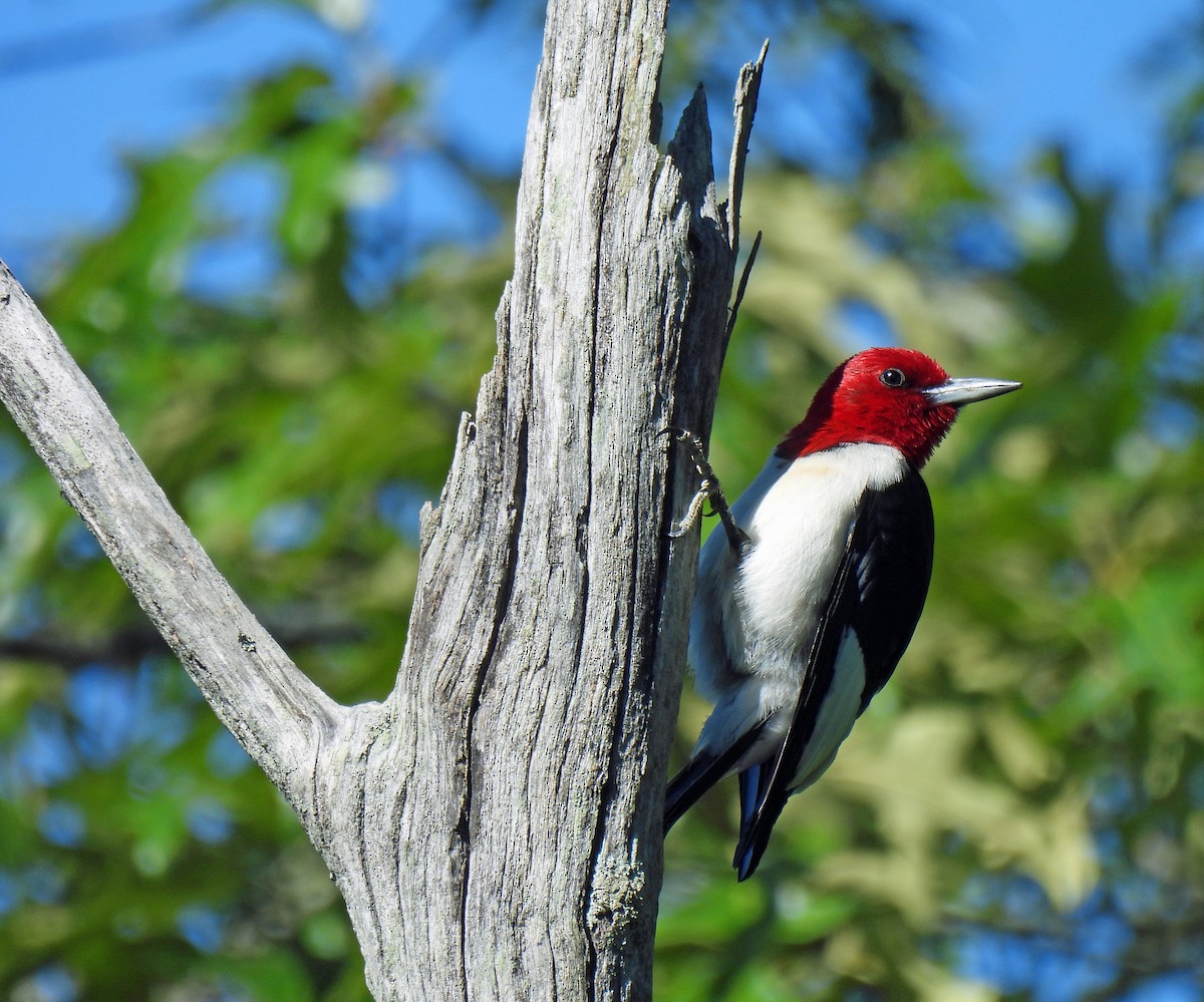 Red-headed Woodpecker - ML619864009
