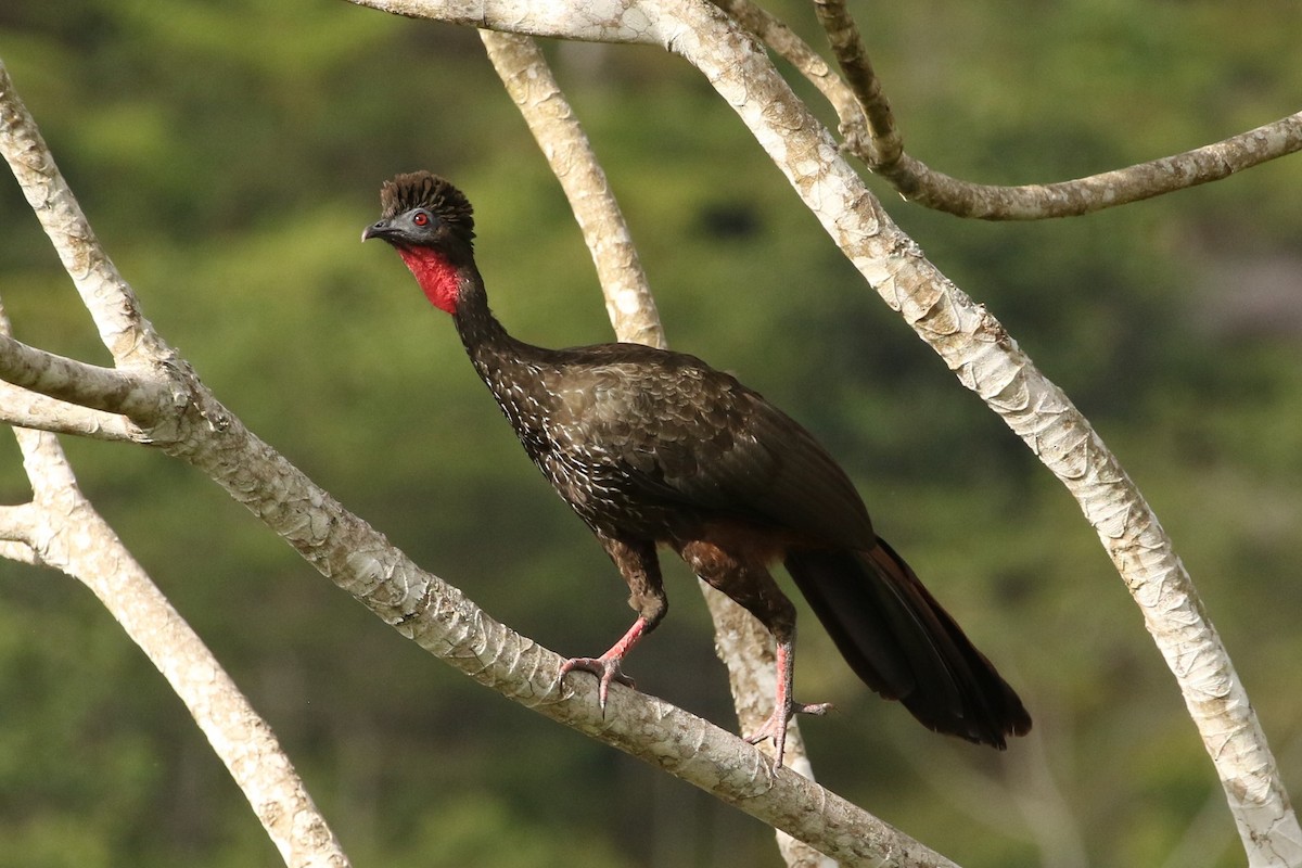 Crested Guan - ML619864010