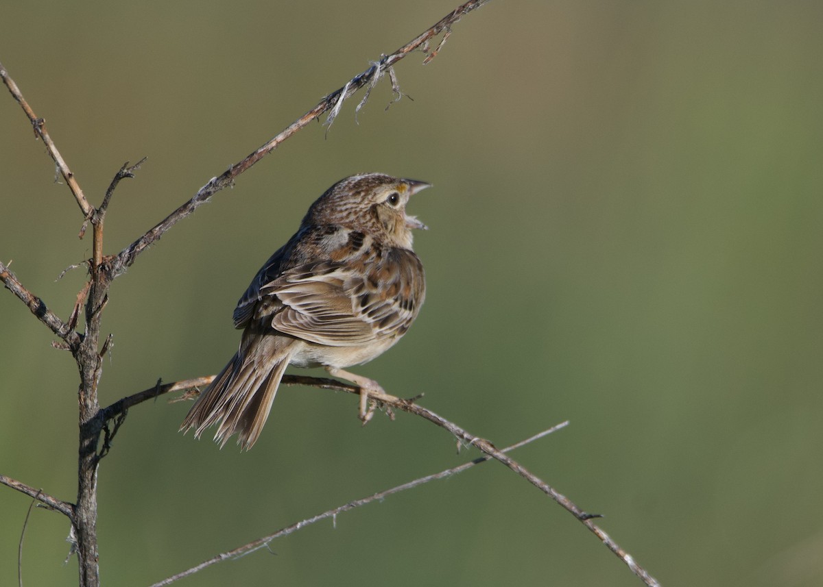 Grasshopper Sparrow - ML619864012