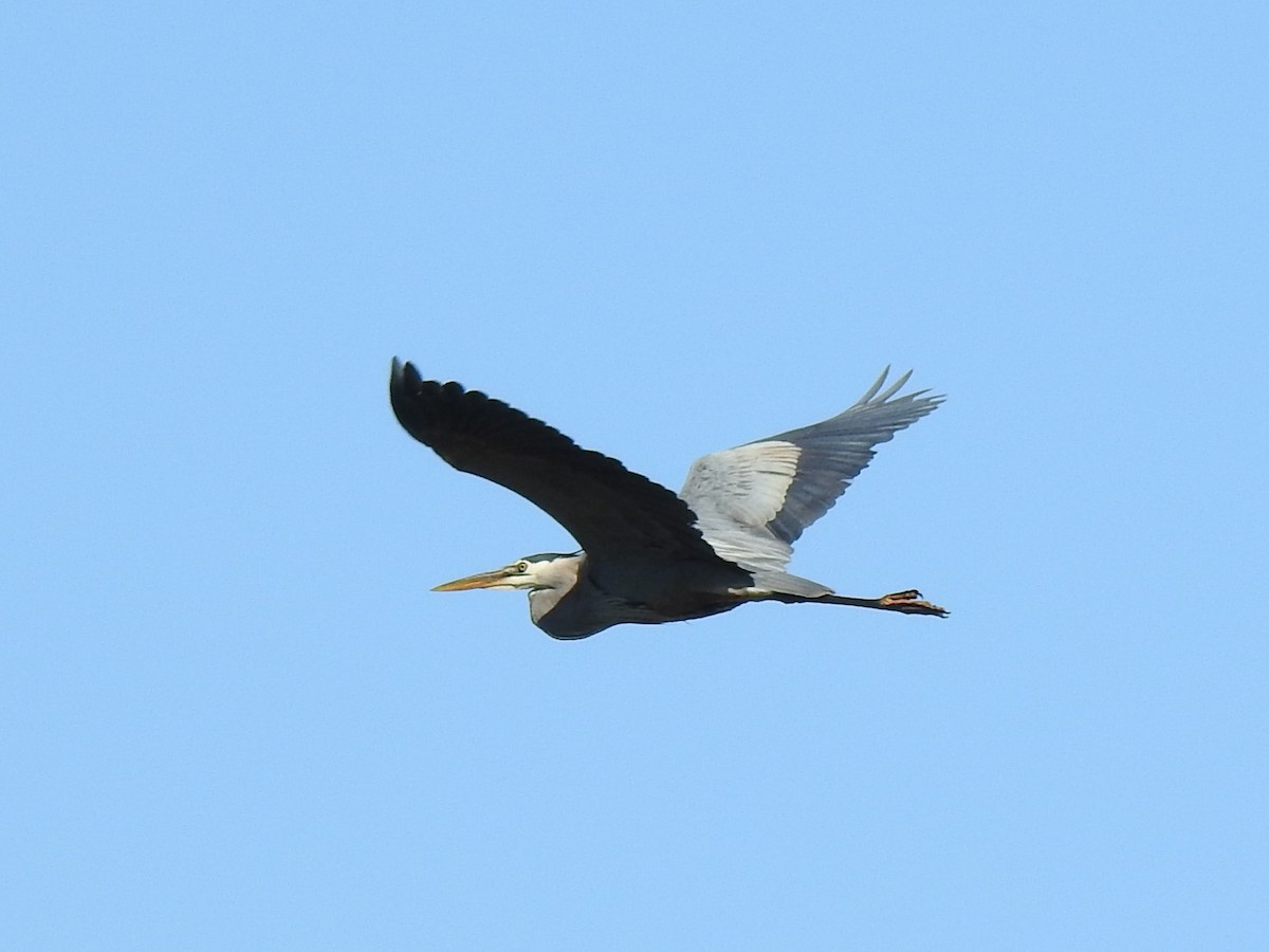 Garza Azulada - ML619864017