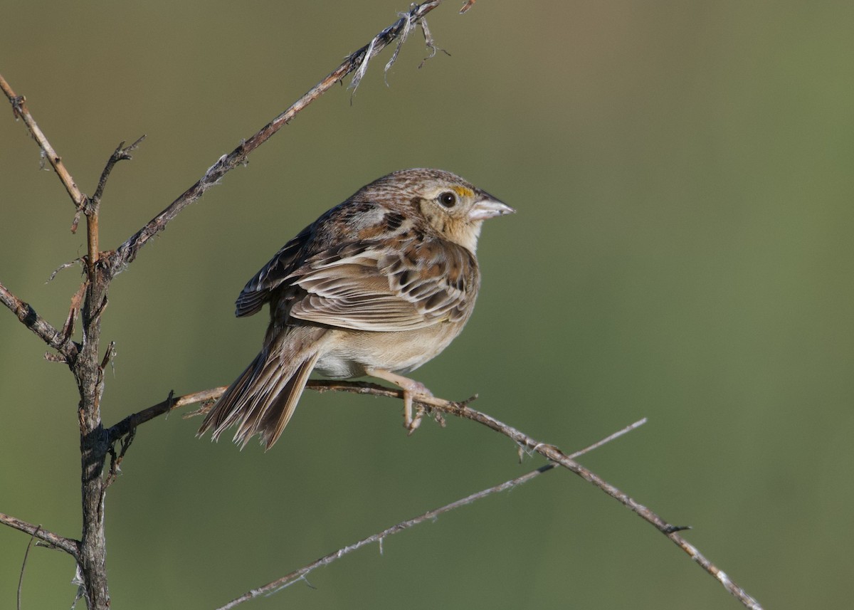 Grasshopper Sparrow - ML619864022