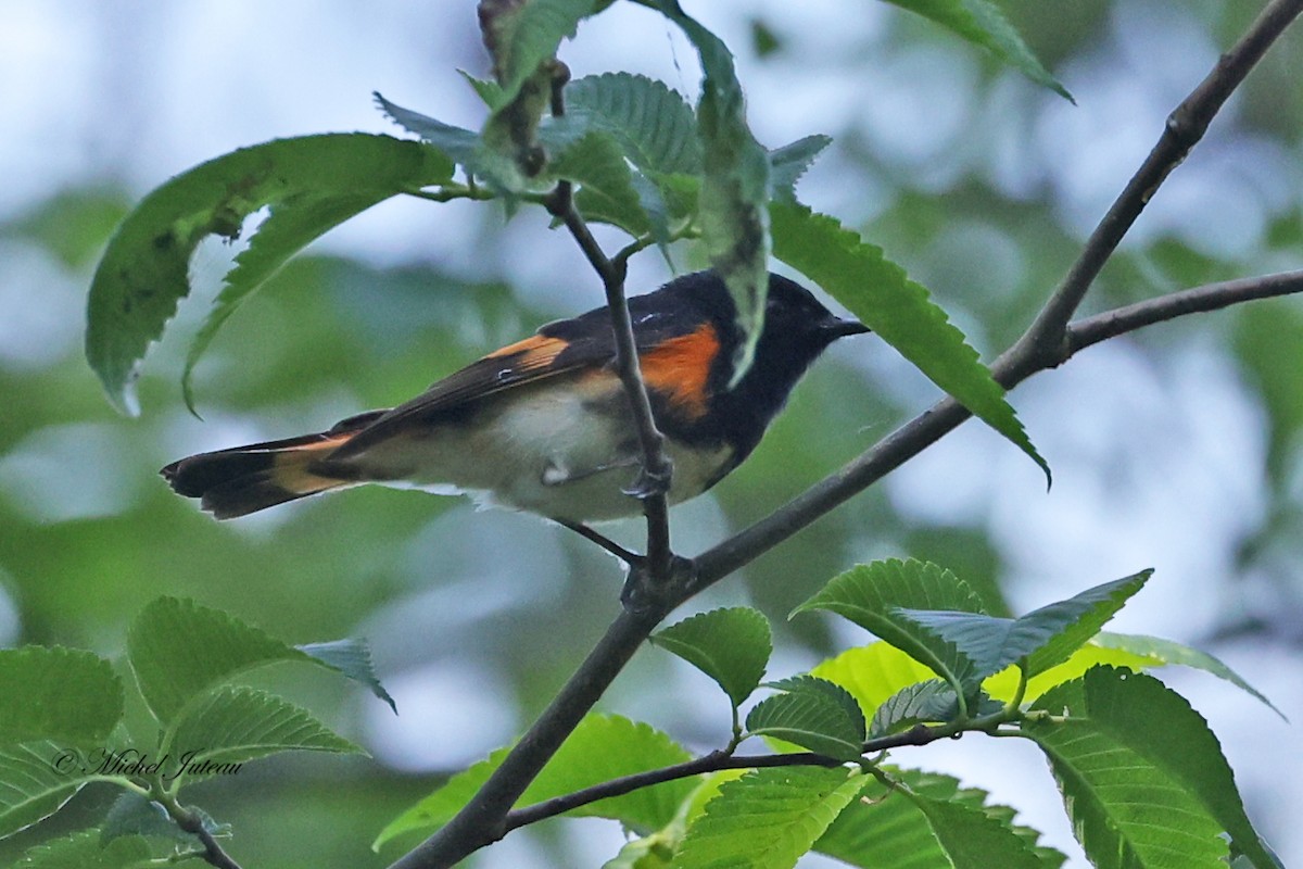 Rotschwanz-Waldsänger - ML619864039