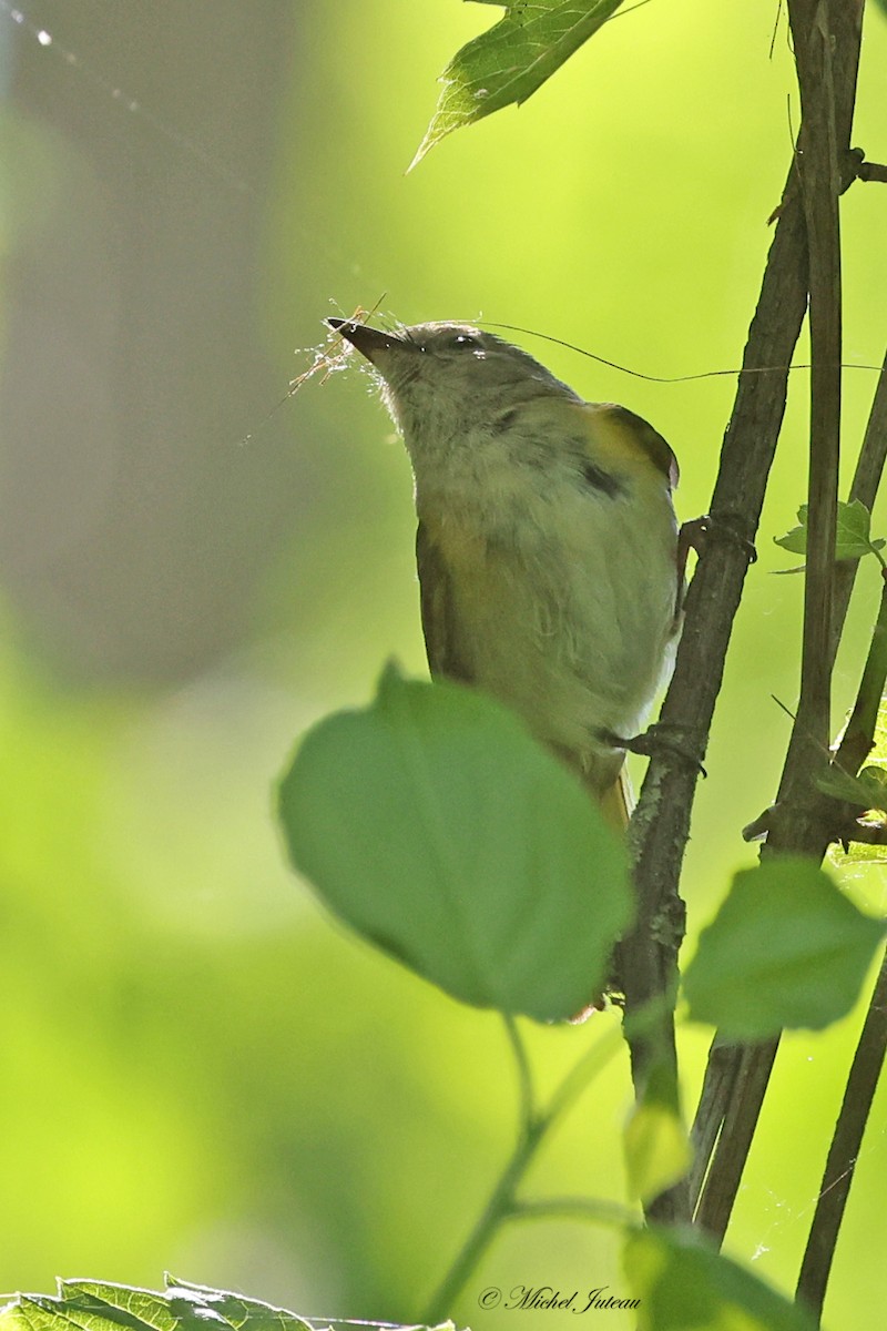 American Redstart - ML619864040