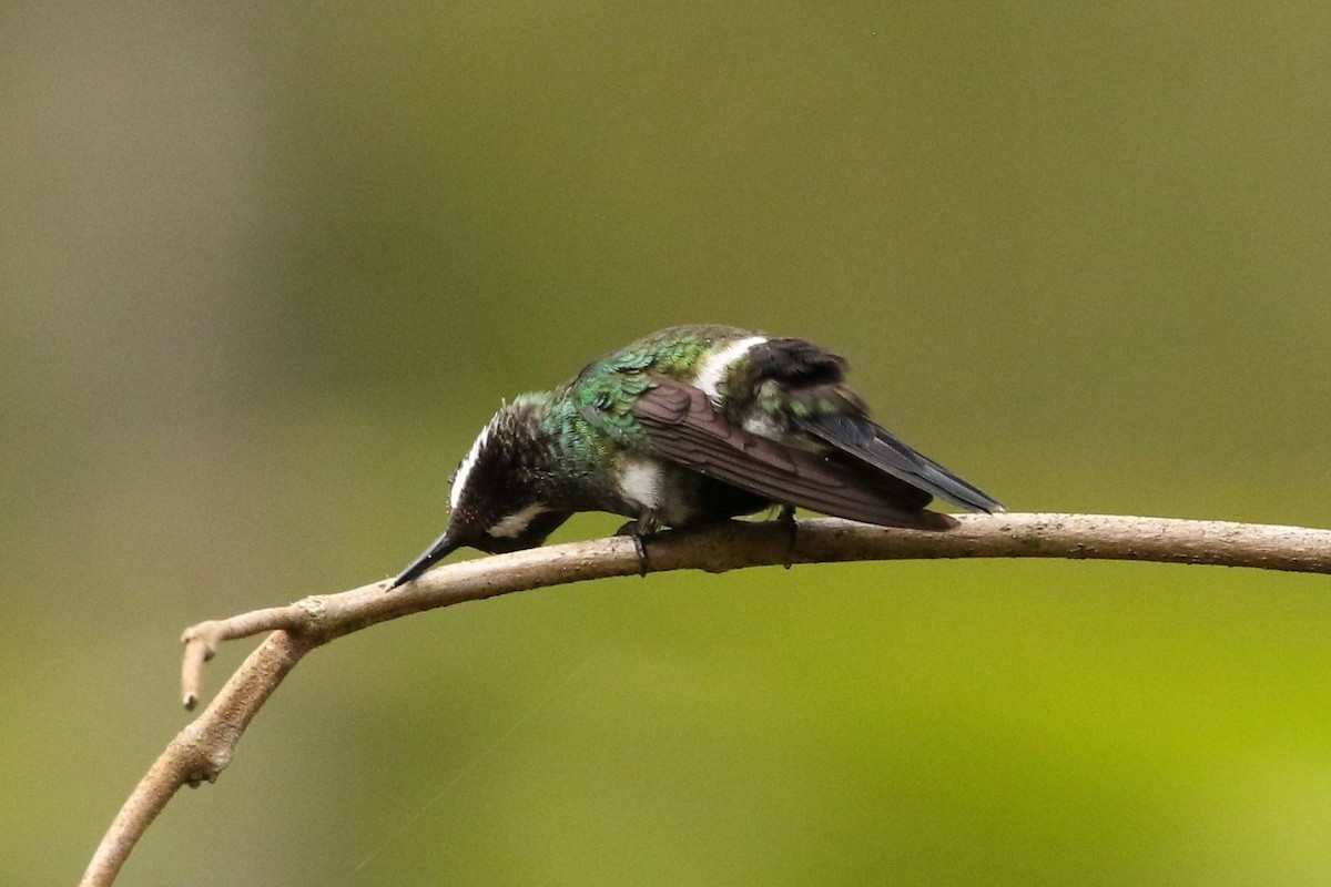 kolibřík trnoocasý - ML619864051