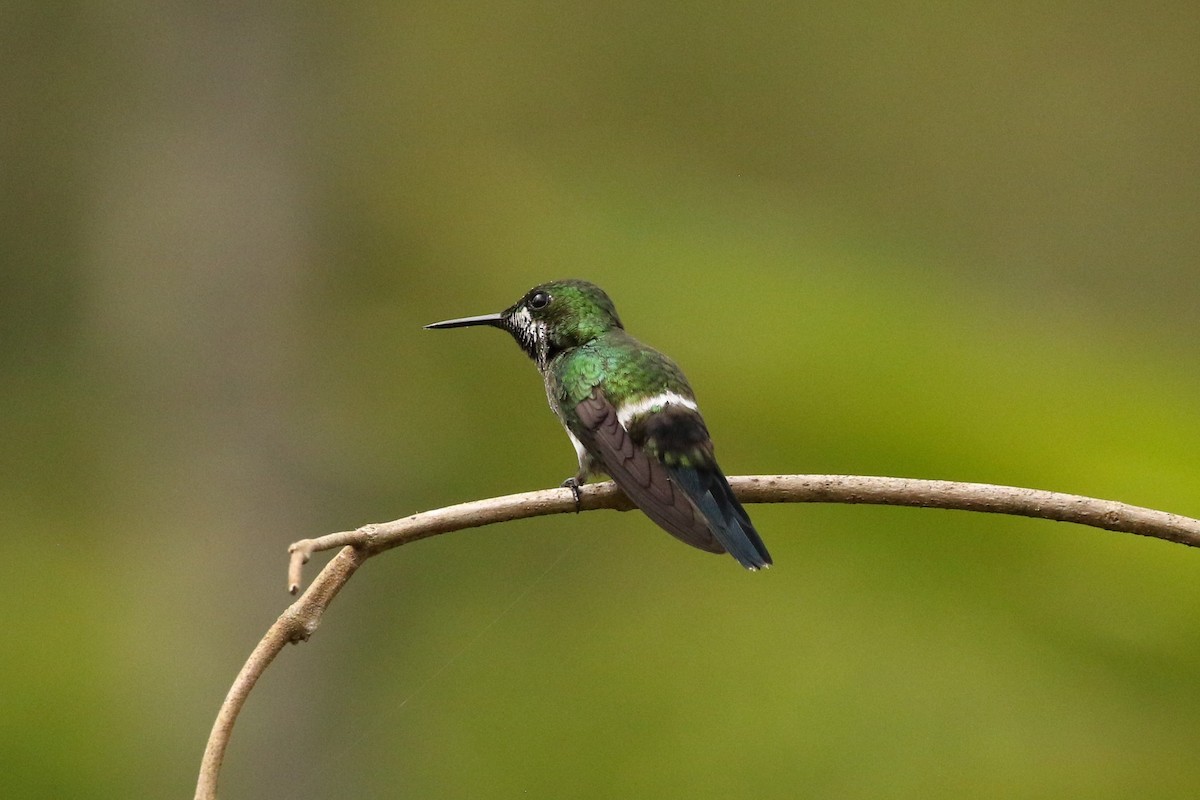 kolibřík trnoocasý - ML619864053