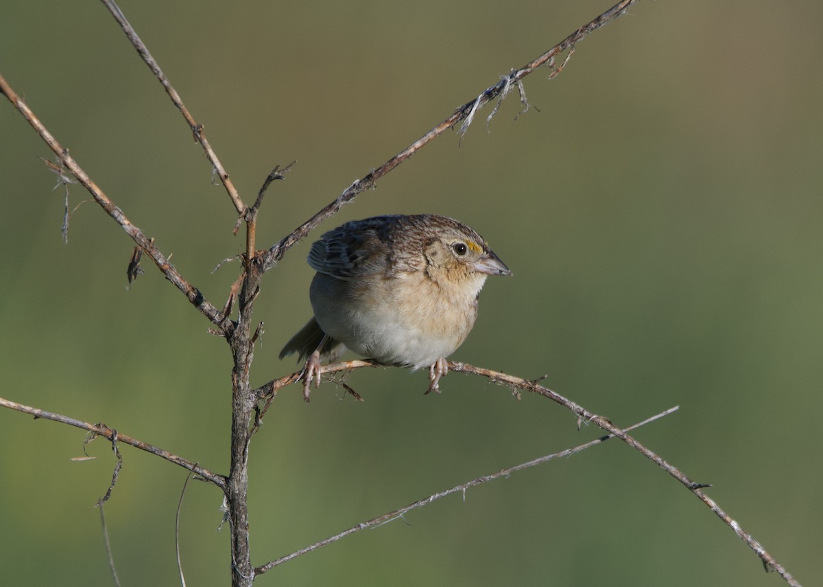 Grasshopper Sparrow - ML619864055