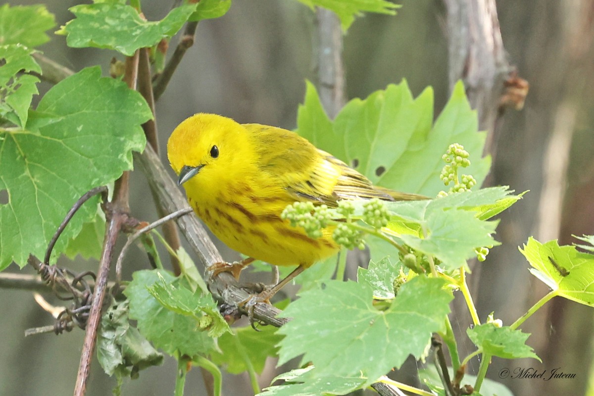 Yellow Warbler - ML619864064