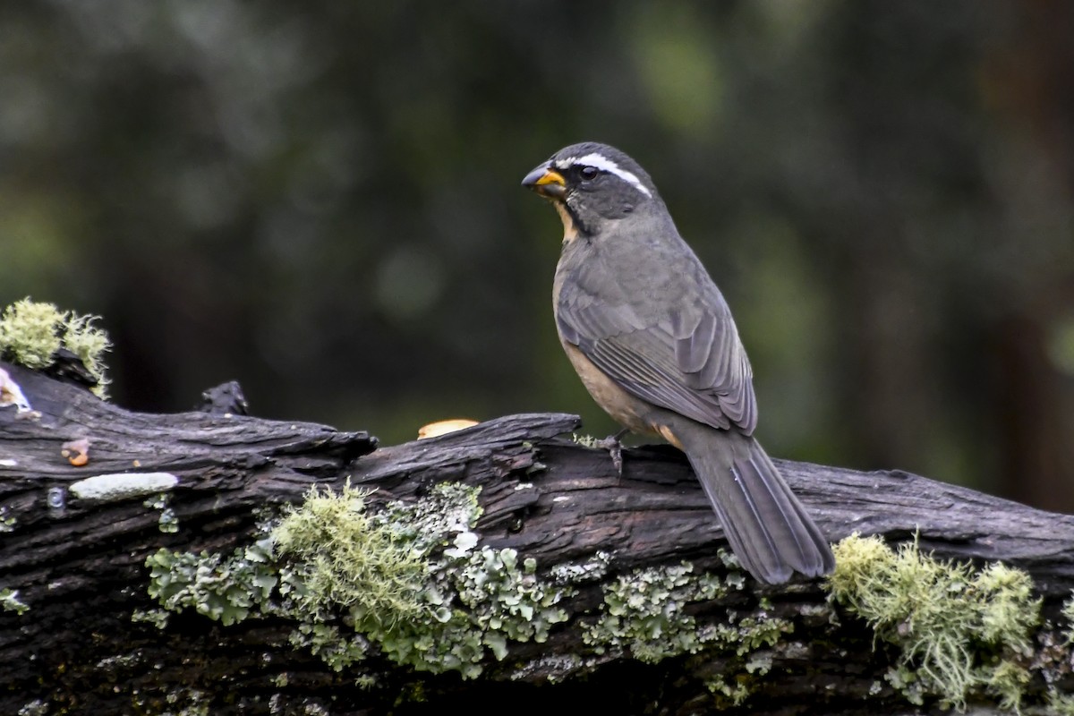 Thick-billed Saltator - ML619864067