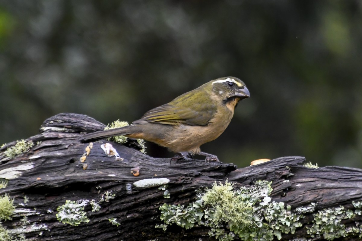 Thick-billed Saltator - ML619864068