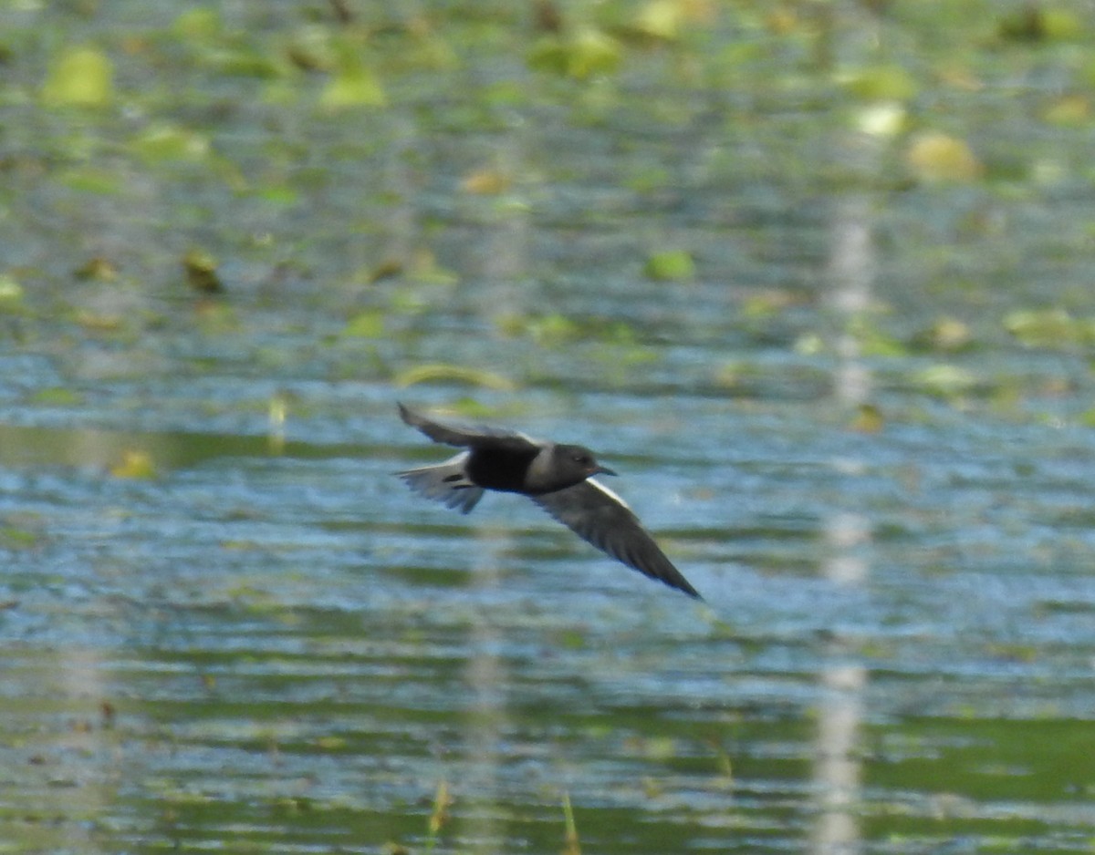 Black Tern - ML619864070