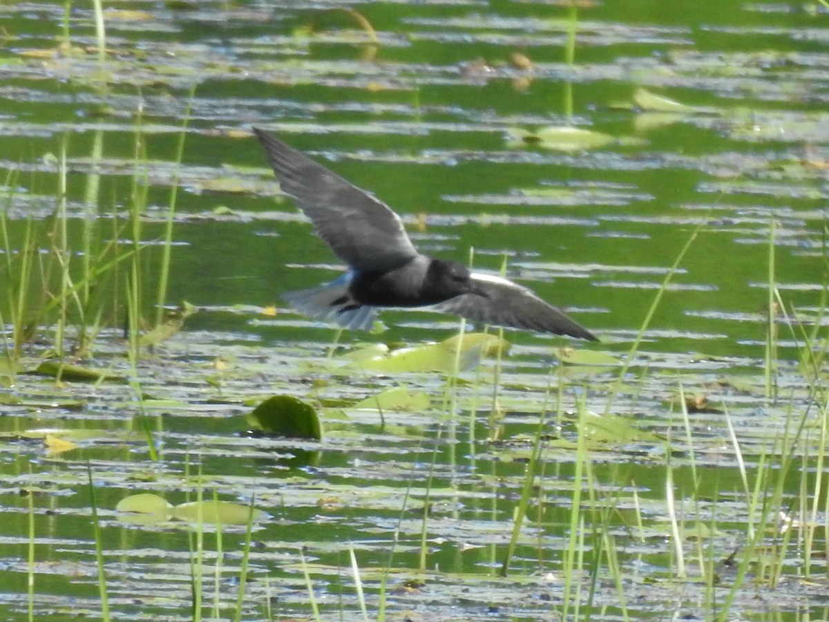 Black Tern - ML619864071