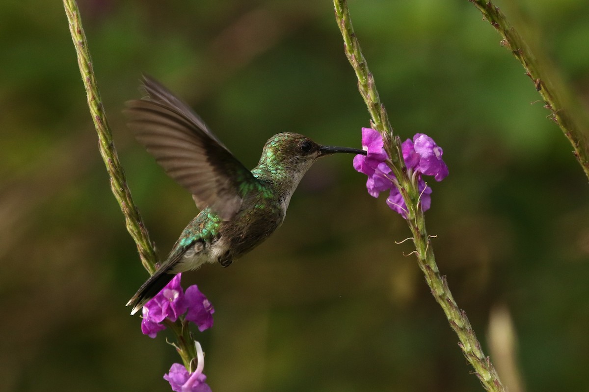 kolibřík vidloocasý - ML619864078
