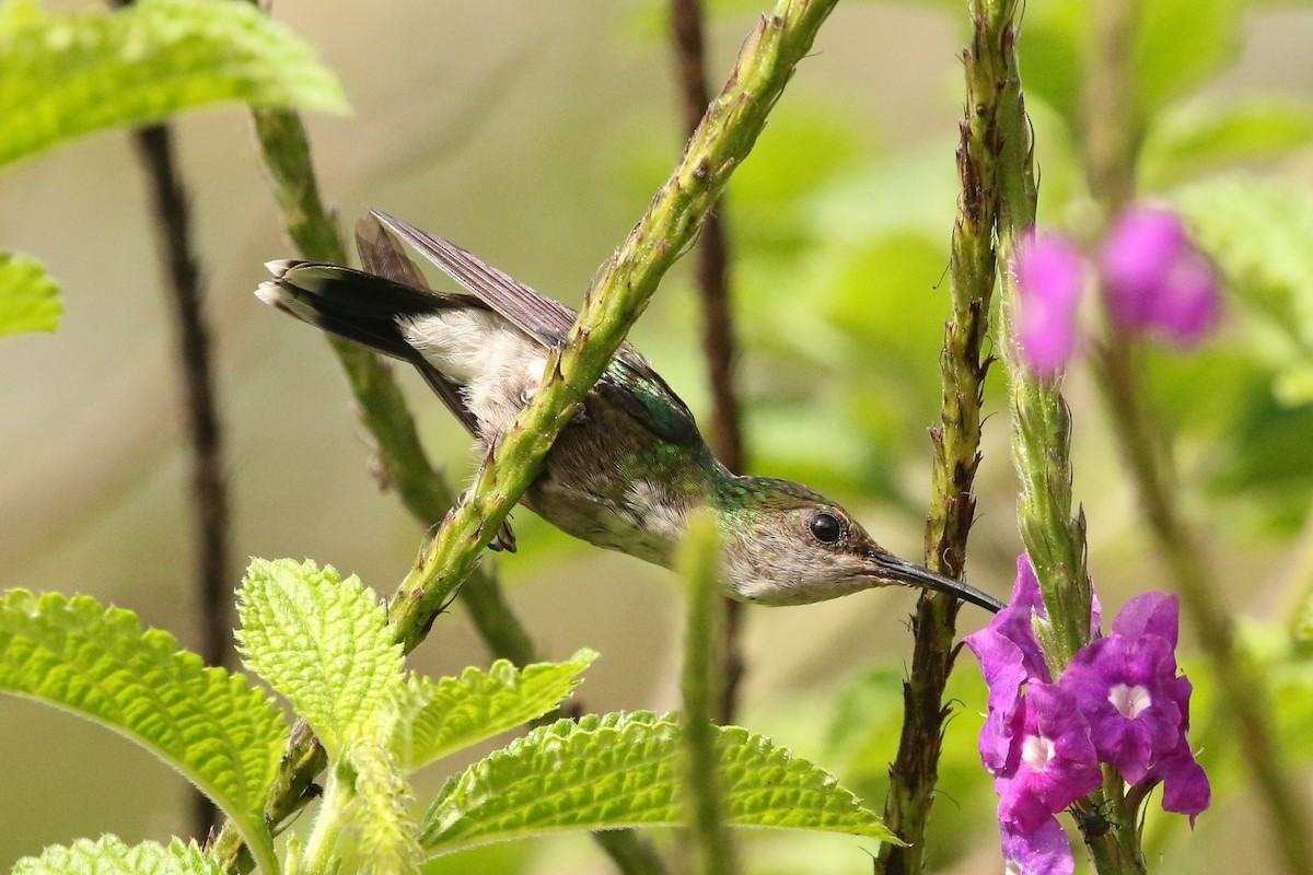 kolibřík vidloocasý - ML619864079