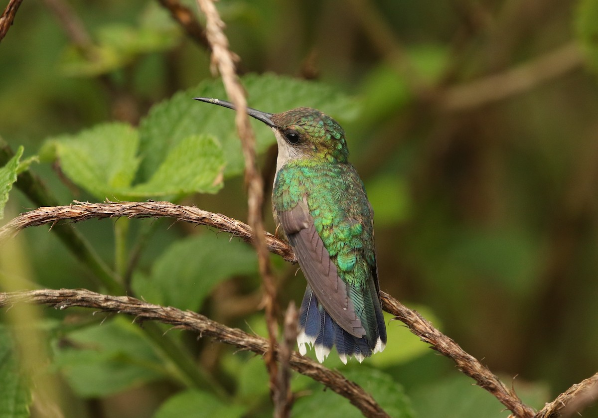 kolibřík vidloocasý - ML619864080
