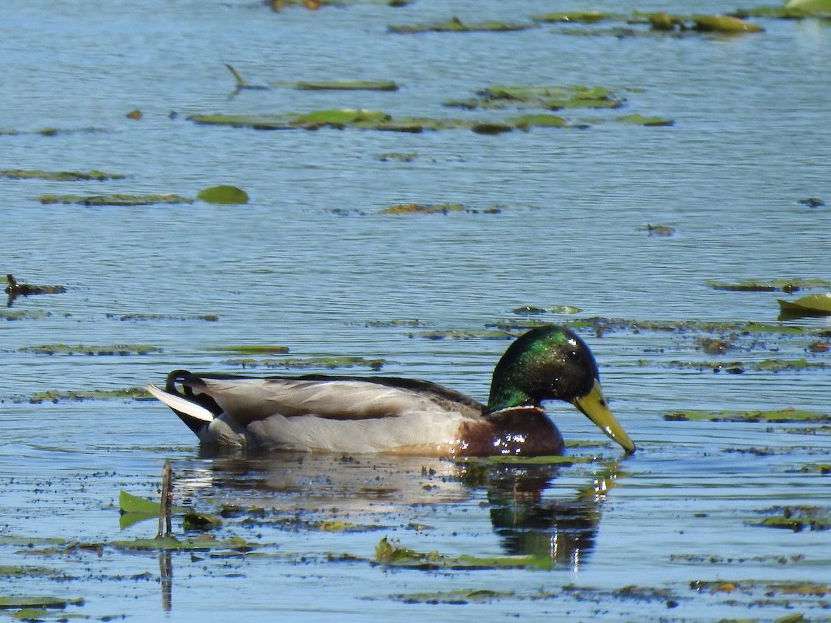 Mallard - ML619864081