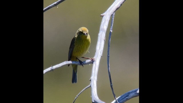 Orange-crowned Warbler - ML619864091