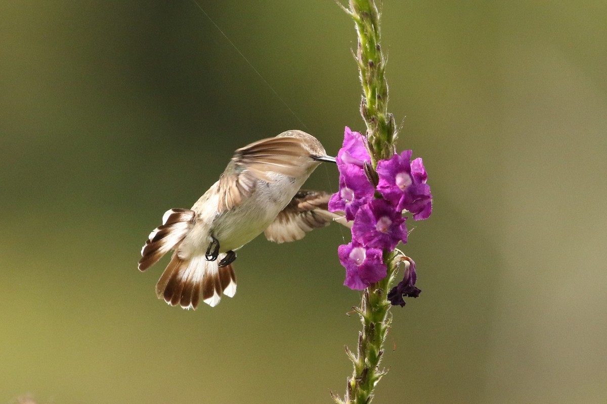 kolibřík běločelý - ML619864107