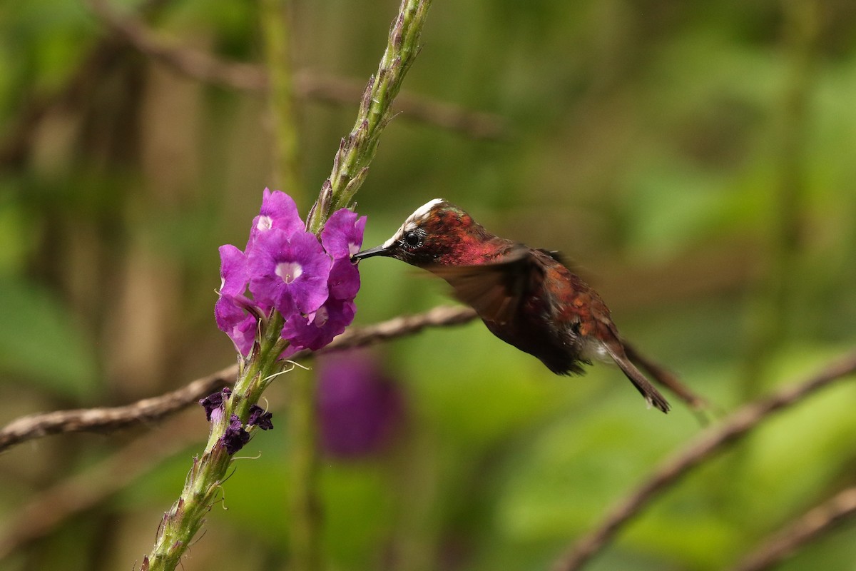 kolibřík běločelý - ML619864112