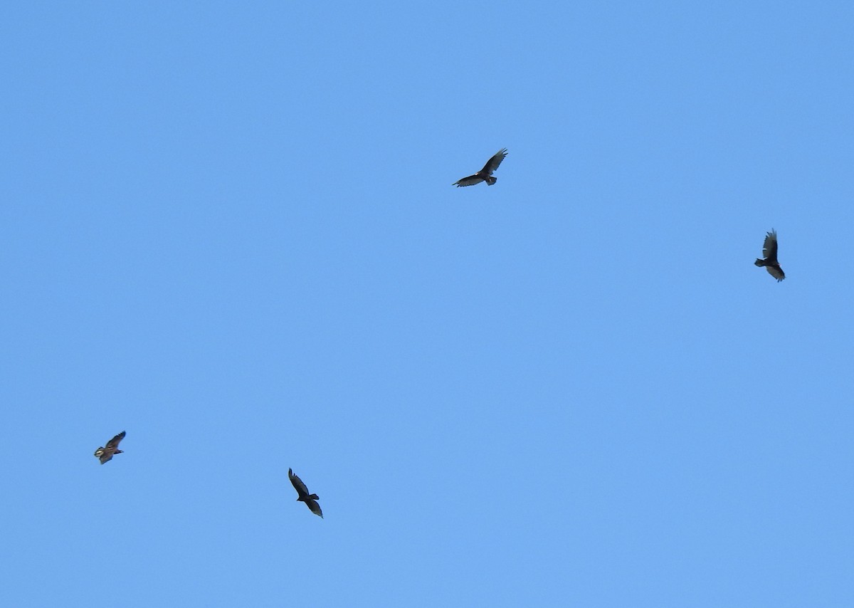 Turkey Vulture - ML619864139