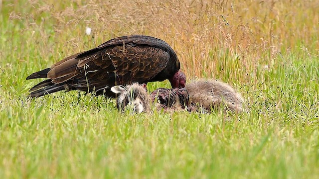 Turkey Vulture - ML619864148