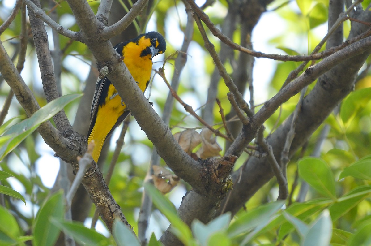 Black-backed Oriole - ML619864151