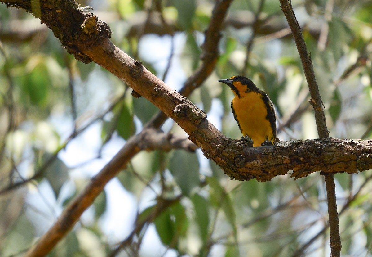 Black-backed Oriole - ML619864152